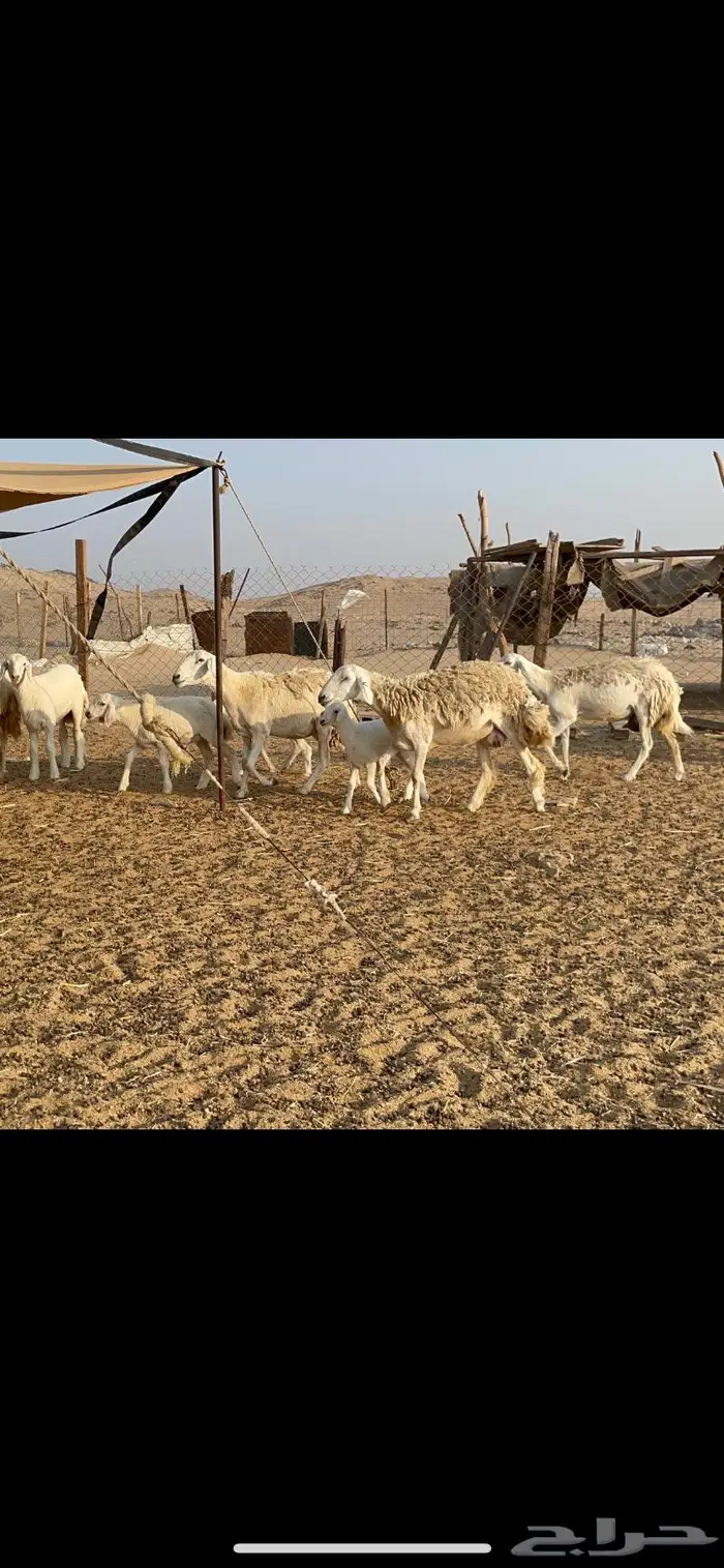 غنم حرية حرش لاهل الصنف 90 تحتها 90 25