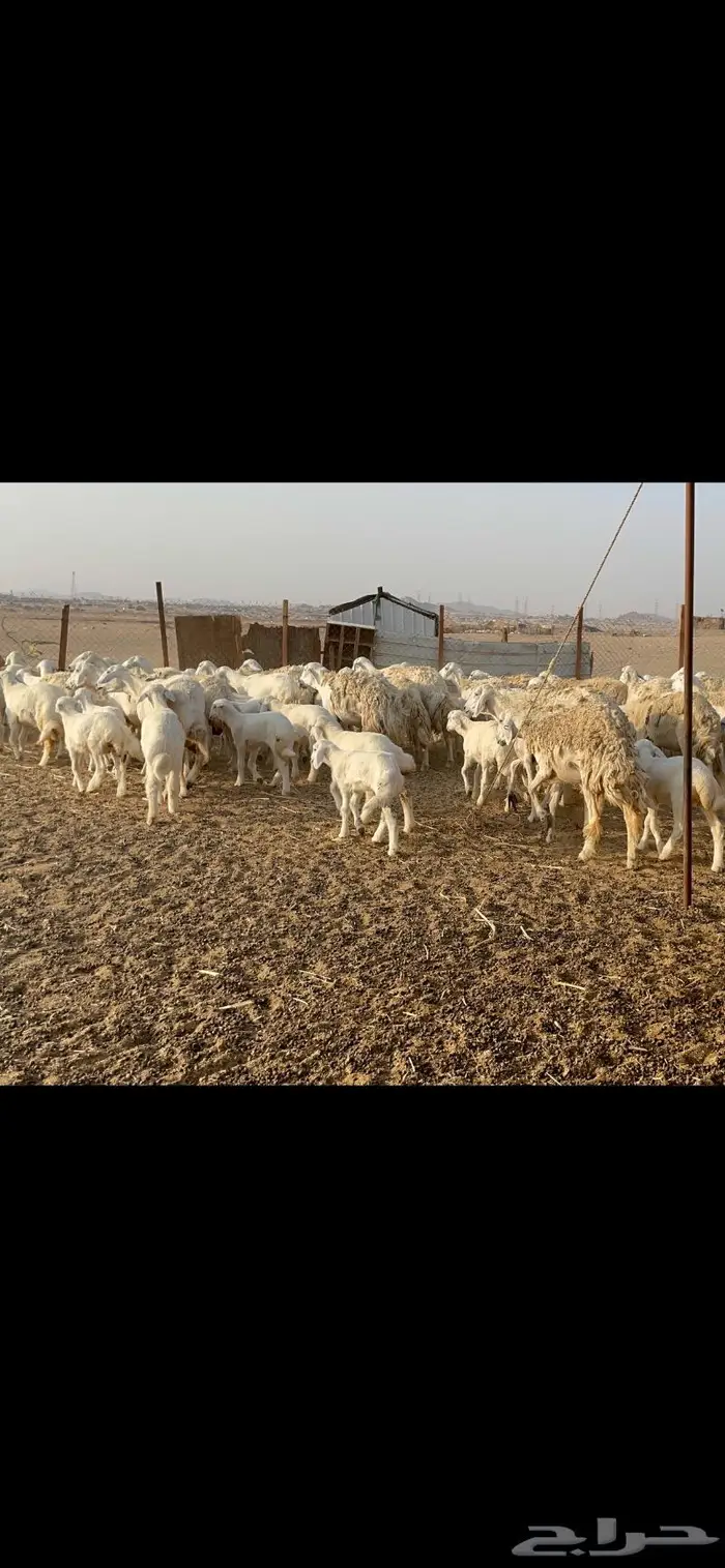 غنم حرية حرش لاهل الصنف 90 تحتها 90 1