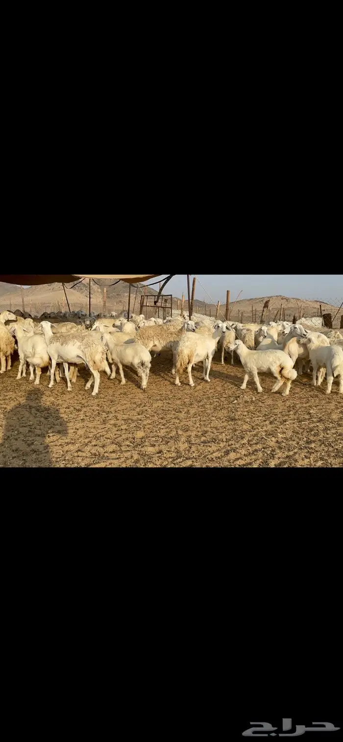غنم حرية حرش لاهل الصنف 90 تحتها 90 2