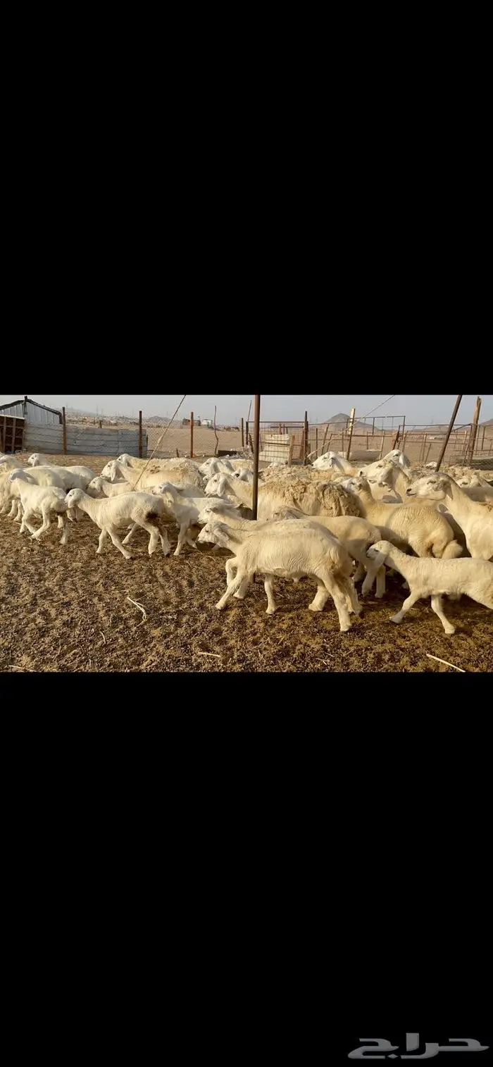 غنم حرية حرش لاهل الصنف 90 تحتها 90 3