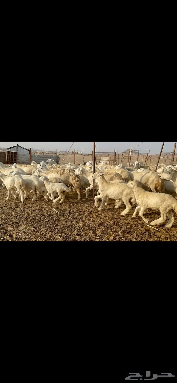 غنم حرية حرش لاهل الصنف 90 تحتها 90 4