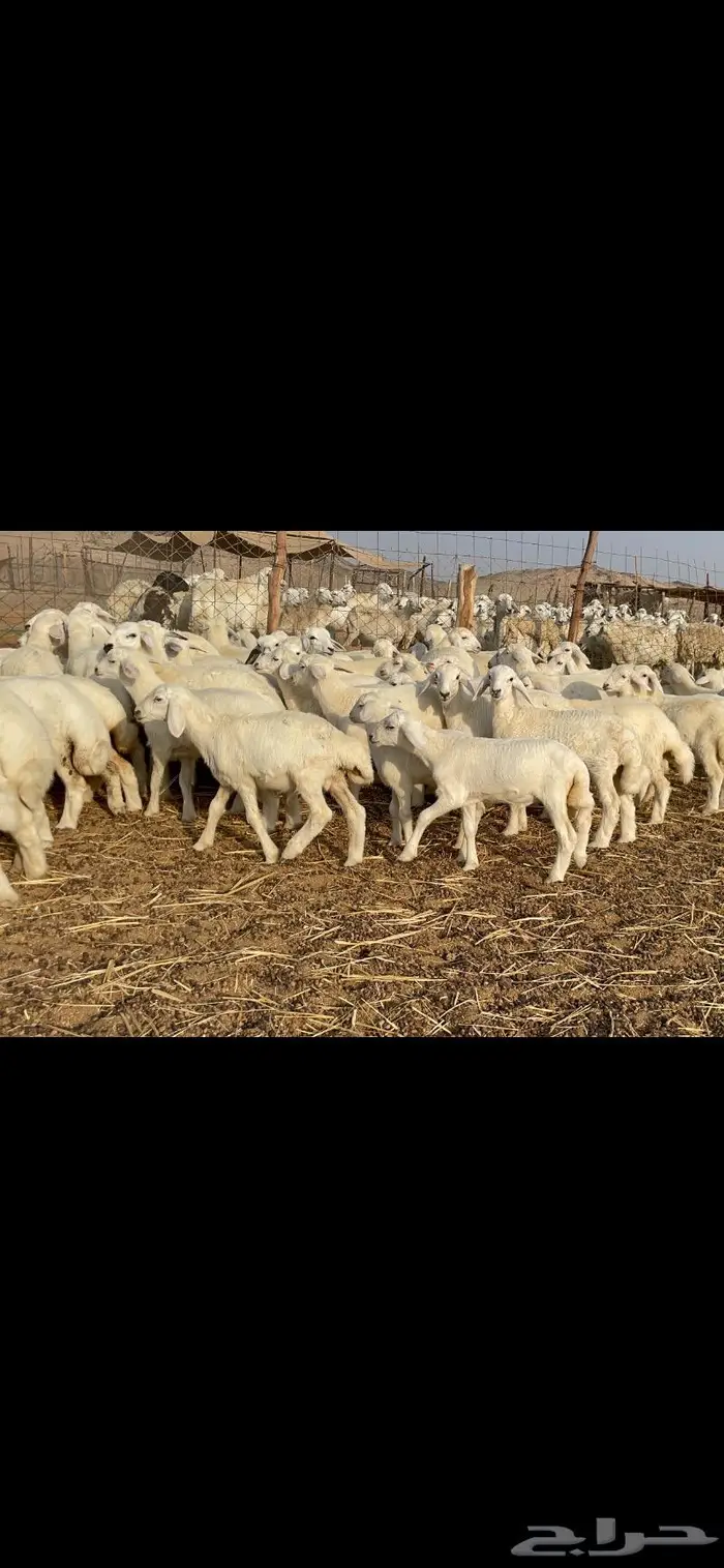 غنم حرية حرش لاهل الصنف 90 تحتها 90 5