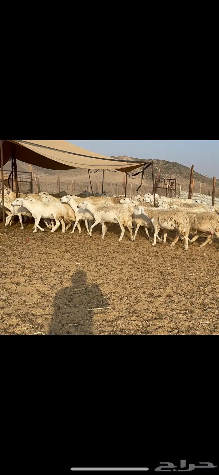 غنم حرية حرش لاهل الصنف 90 تحتها 90 6
