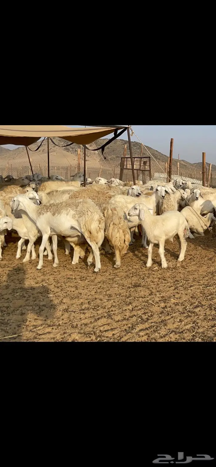 غنم حرية حرش لاهل الصنف 90 تحتها 90 7