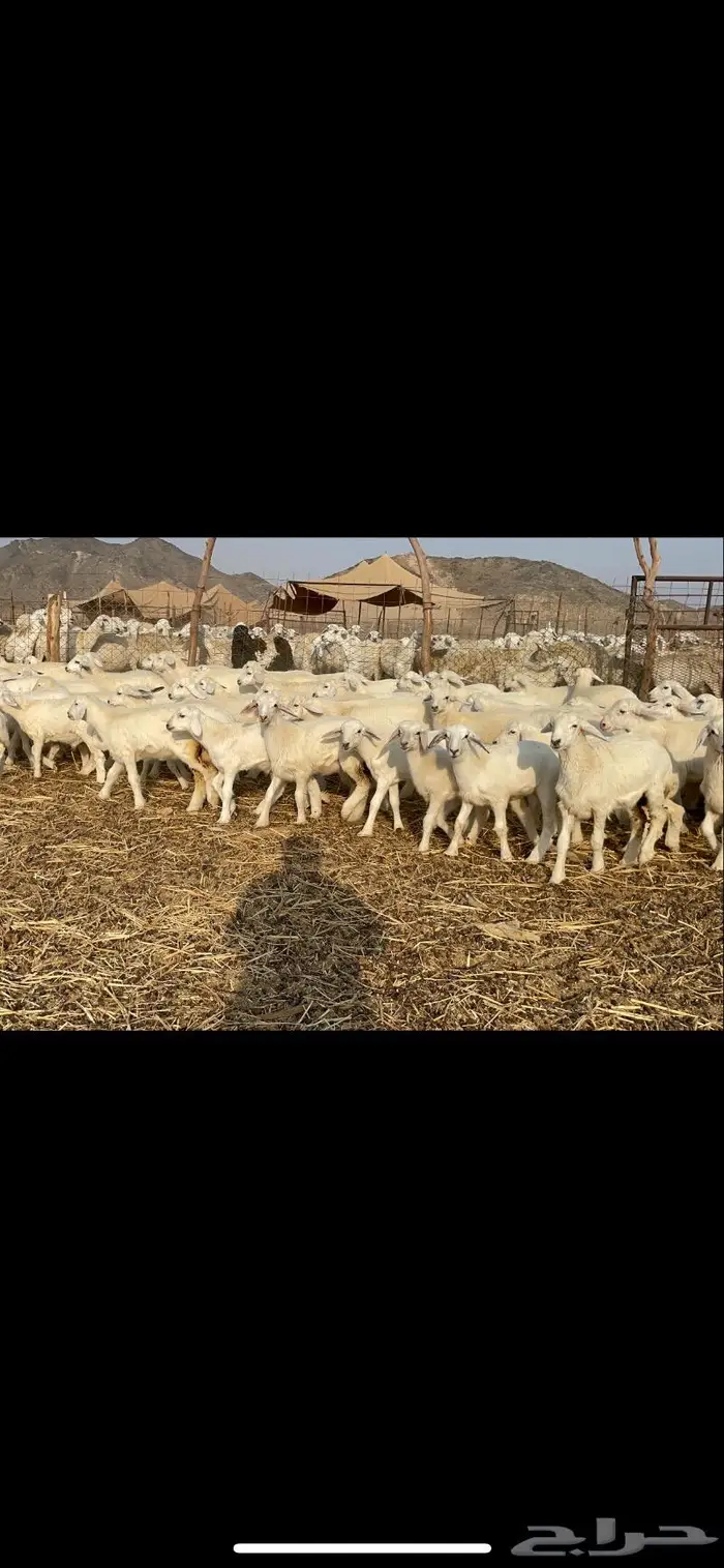 غنم حرية حرش لاهل الصنف 90 تحتها 90 9