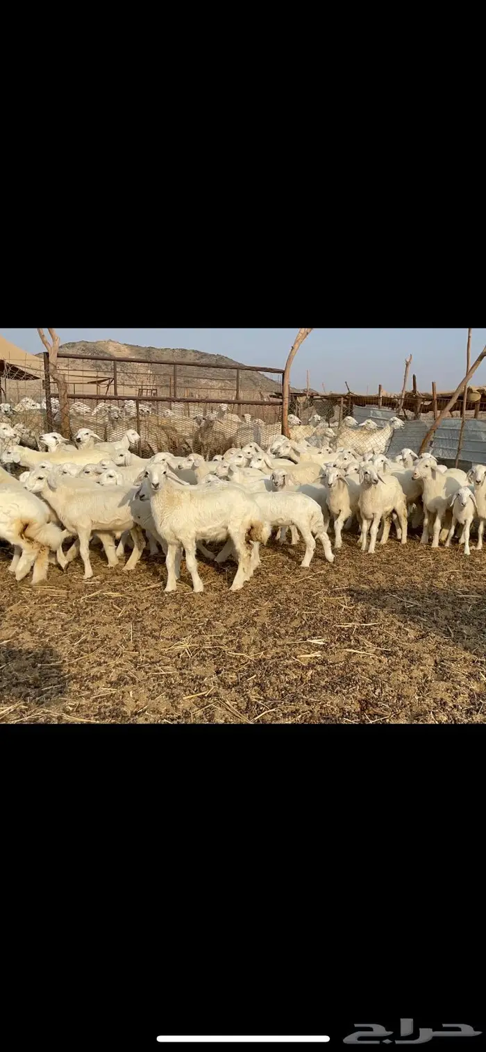 غنم حرية حرش لاهل الصنف 90 تحتها 90 26