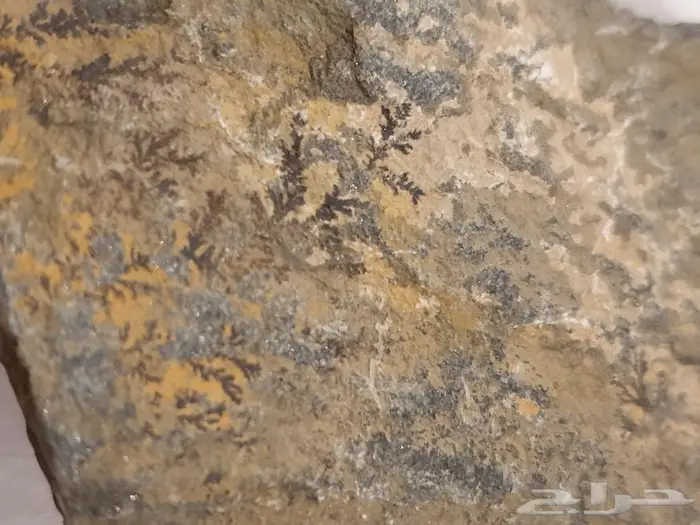 حجر غير معروف بآثار نبات قديمة جدا 3