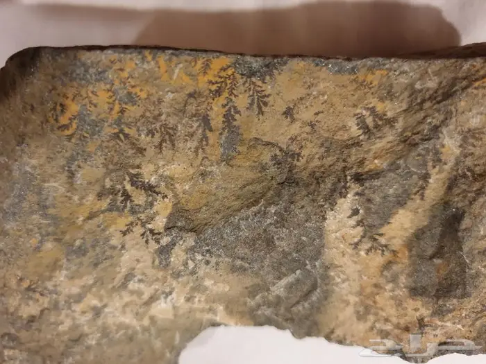 حجر غير معروف بآثار نبات قديمة جدا 2