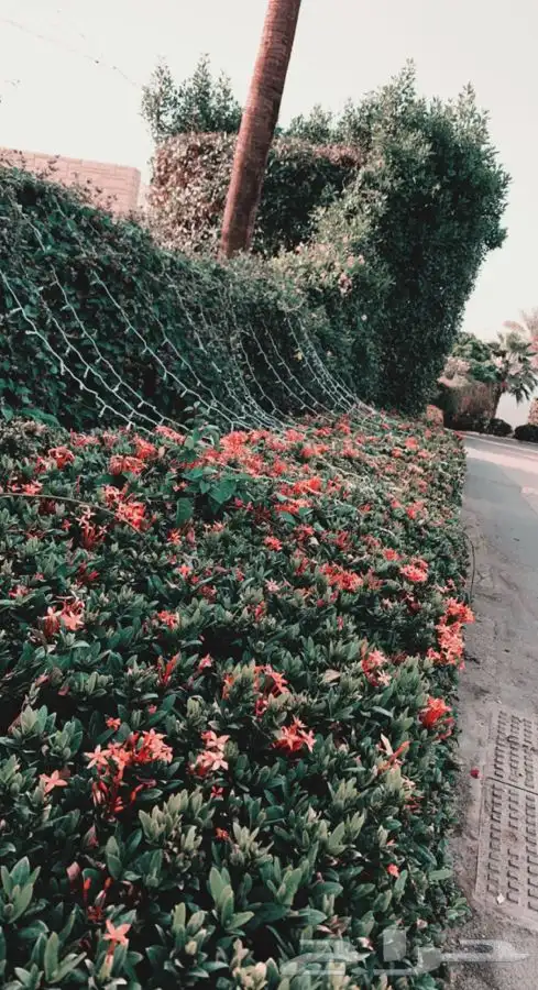 مشاتل البساتين quot 0