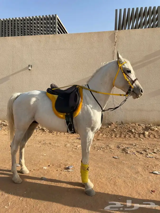 خيول وجمال وسيسي للإيجار  9