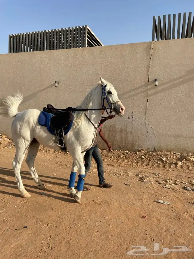 خيول وجمال وسيسي للإيجار  8