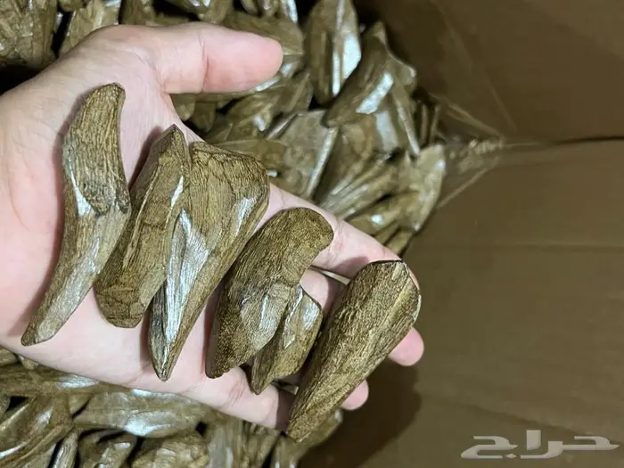 جملة عود مروكي محسن كسر مباخر 1