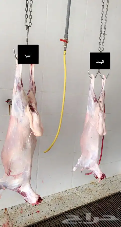 ذبائح بريه طلي رخل حري ذبيحته توصيل ل استراحه   شاليه   قاعة 10