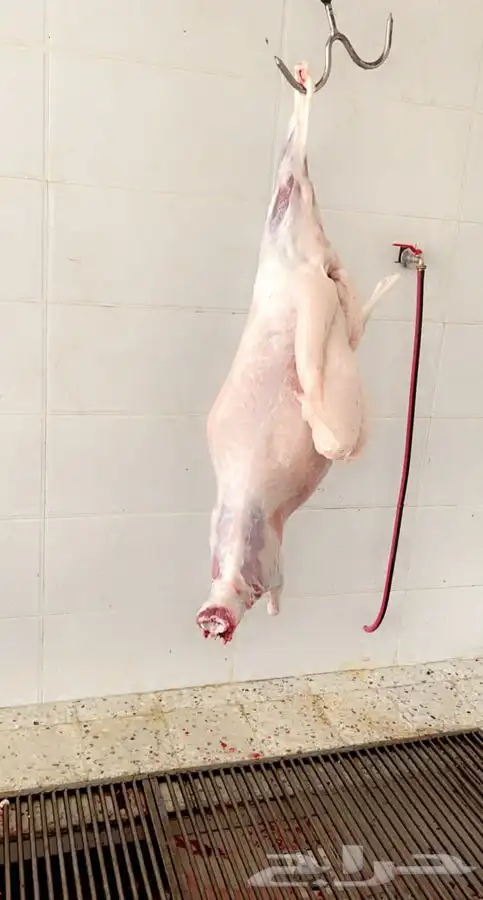 ذبائح بريه طلي رخل حري ذبيحته توصيل ل استراحه   شاليه   قاعة 9