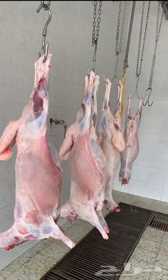 ذبائح بريه اذا ما اعجبتك لاتحاسب ولا ريال المناسبات 16