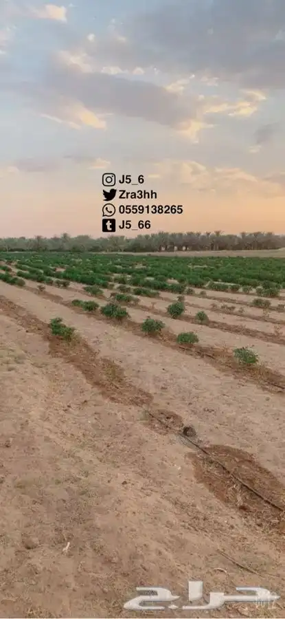 موسسة العارف الزراعية 4