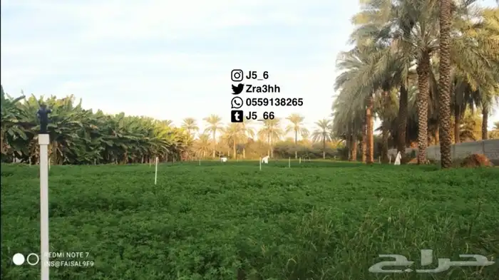 موسسة العارف الزراعية 8