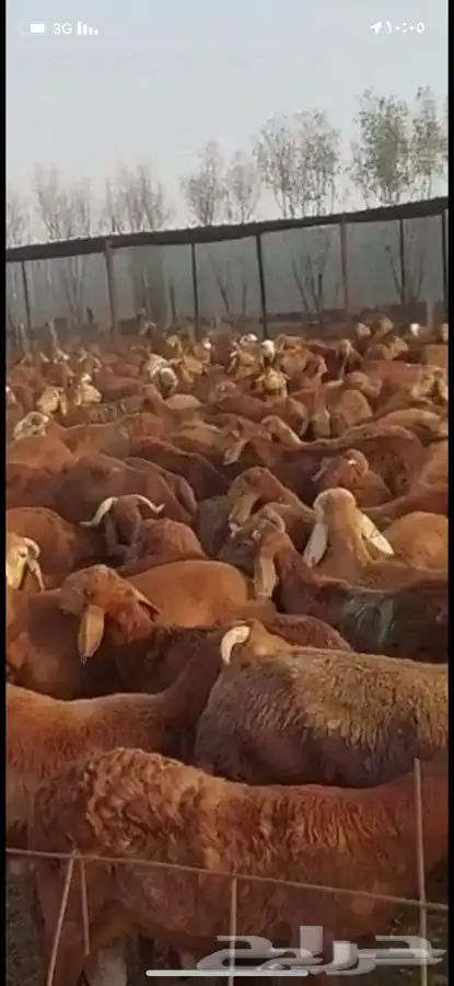 موردين للاغنام شركات مطاعم مطابخ 2
