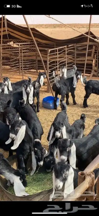 موردين للاغنام شركات مطاعم مطابخ 1