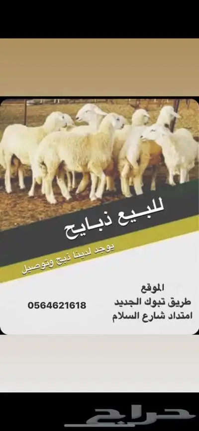 موردين للاغنام شركات مطاعم مطابخ index