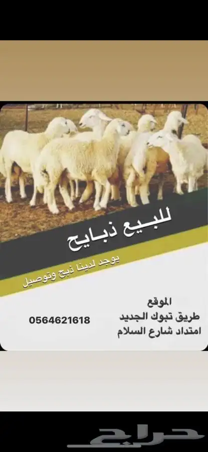 موردين للاغنام شركات مطاعم مطابخ 4