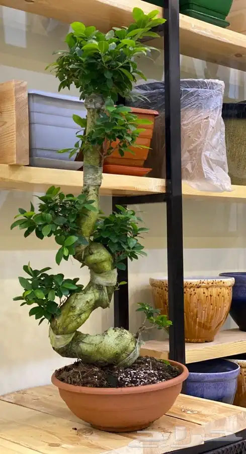 مشتل اصول الحديقة   حفرالباطن 30