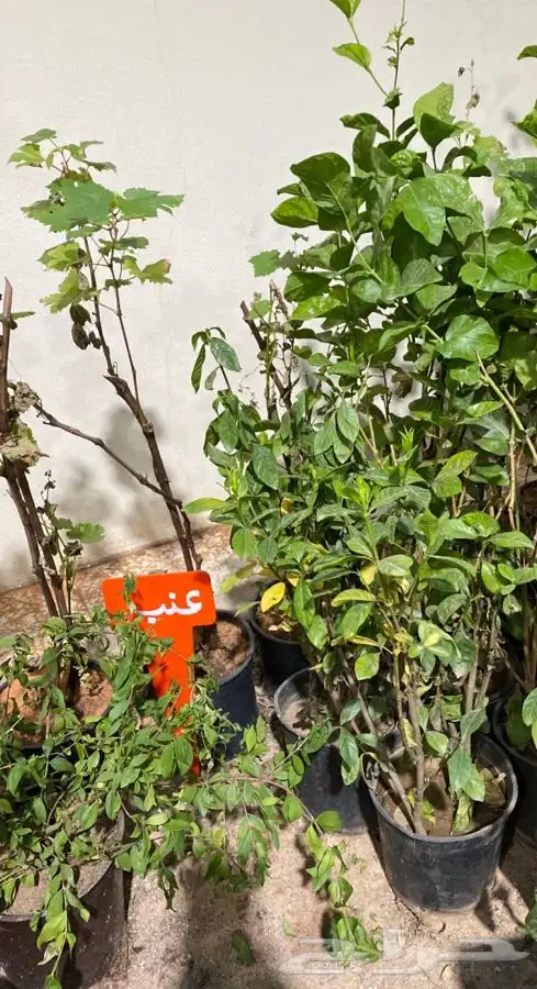 مشتل اصول الحديقة   حفرالباطن 43