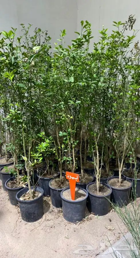 مشتل اصول الحديقة   حفرالباطن 39