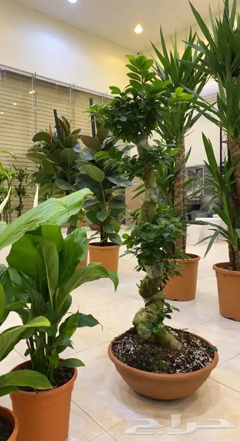 مشتل اصول الحديقة   حفرالباطن 32