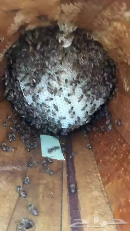 نحل للبيع 8