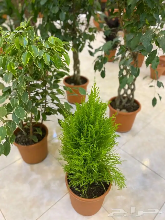 مشتل اصول الحديقة   حفرالباطن 33