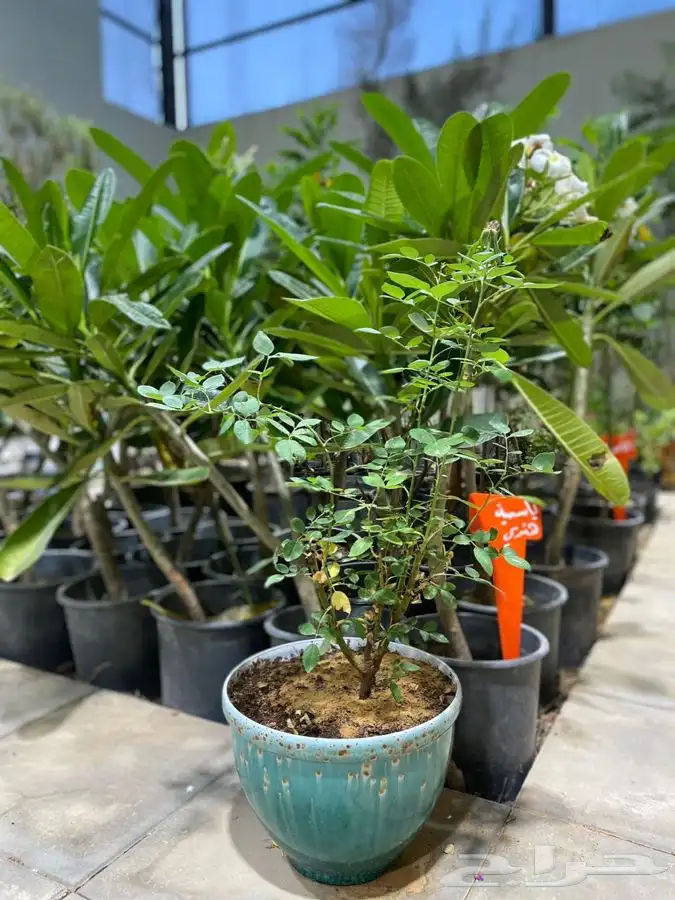 مشتل اصول الحديقة   حفرالباطن 47