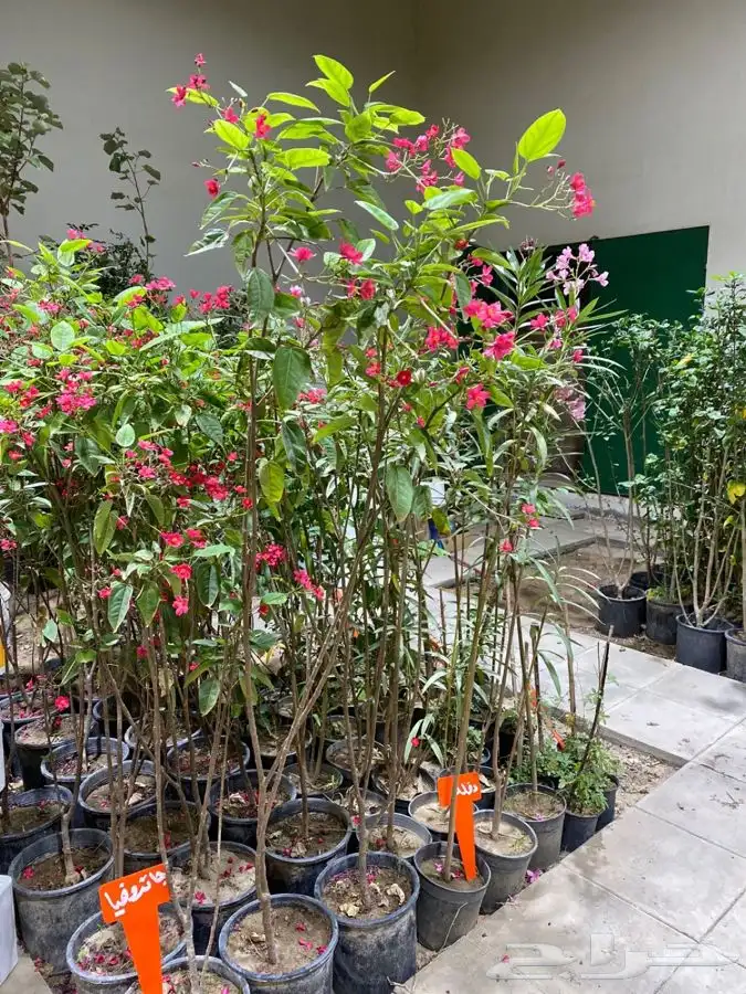 مشتل اصول الحديقة   حفرالباطن 34