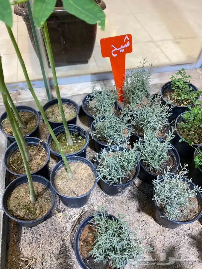 مشتل اصول الحديقة   حفرالباطن 44