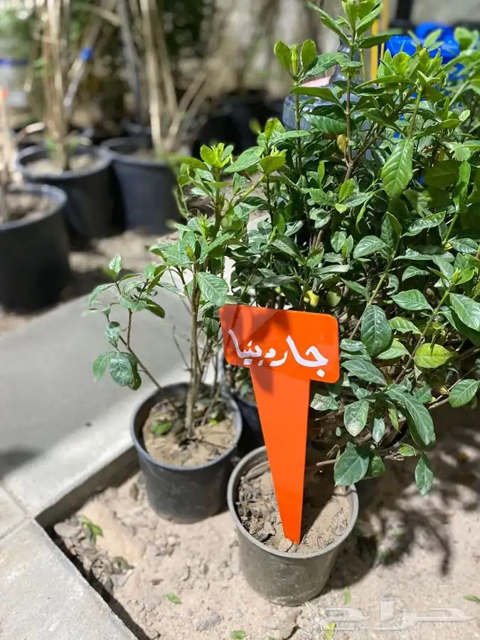 مشتل اصول الحديقة   حفرالباطن 38