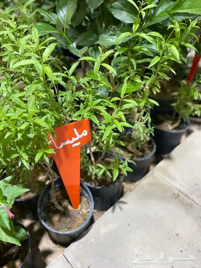 مشتل اصول الحديقة   حفرالباطن 46