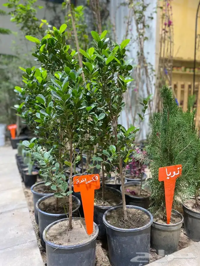 مشتل اصول الحديقة   حفرالباطن 37