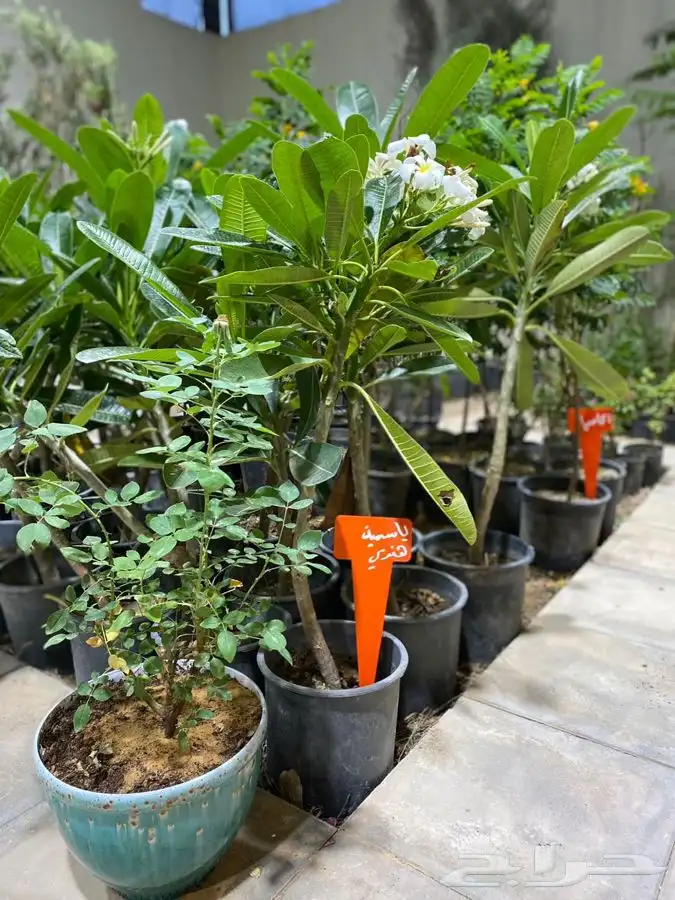 مشتل اصول الحديقة   حفرالباطن 36