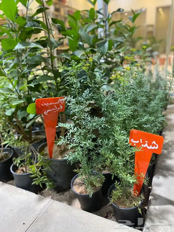 مشتل اصول الحديقة   حفرالباطن 42