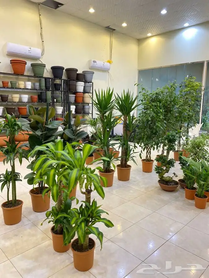 مشتل اصول الحديقة   حفرالباطن 31