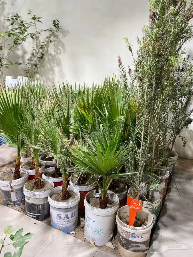 مشتل اصول الحديقة   حفرالباطن 40