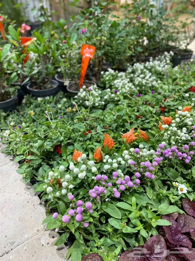 مشتل اصول الحديقة   حفرالباطن 45