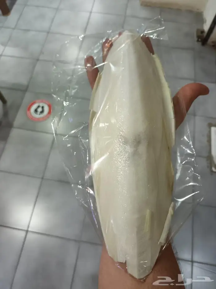 عظم حبار للطيور حجم سوبر جامبو جمله فقط 3