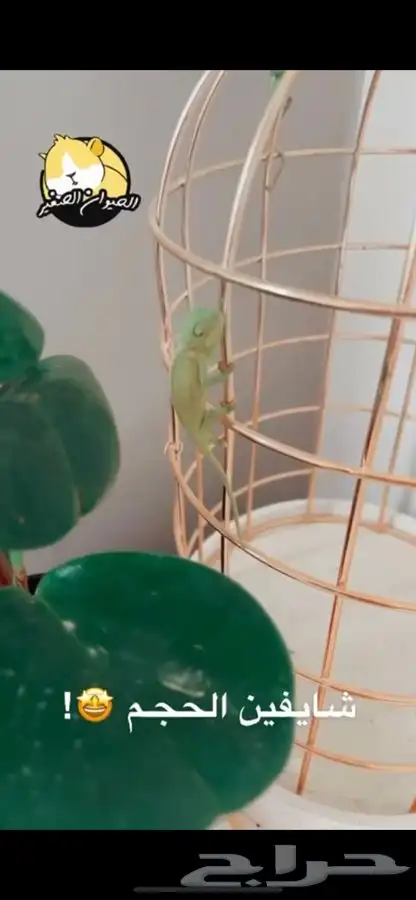 حرباء متوفر تمارا 4