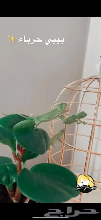 حرباء متوفر تمارا 1