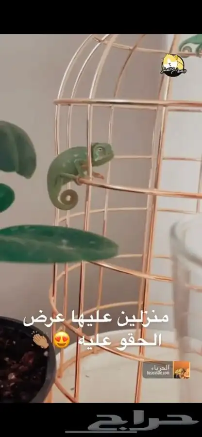 حرباء متوفر تمارا 0