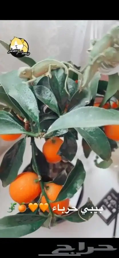 حرباء متوفر تمارا 6