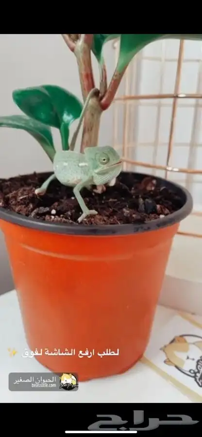 حرباء متوفر تمارا 3