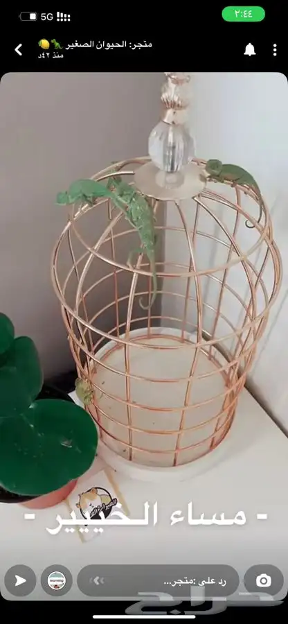 حرباء متوفر تمارا 5