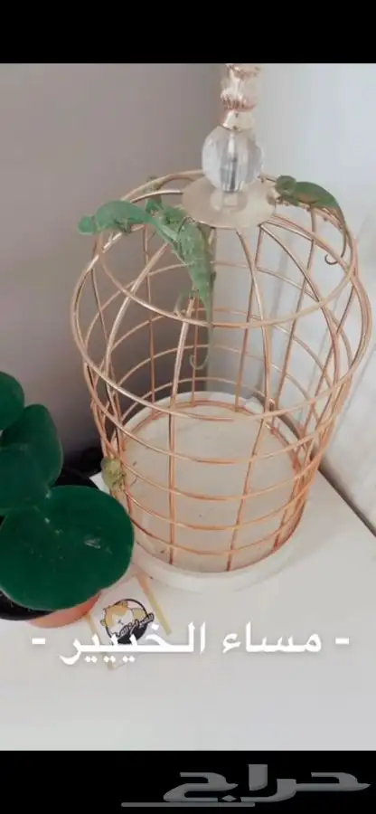 حرباء متوفر تمارا 7